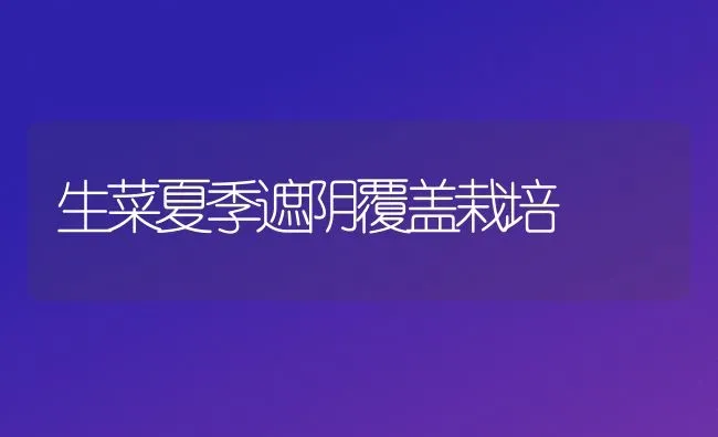 生菜夏季遮阴覆盖栽培 | 蔬菜种植