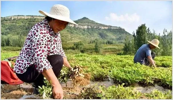 高温天气作物管理要点及注意事项 | 种植病虫害