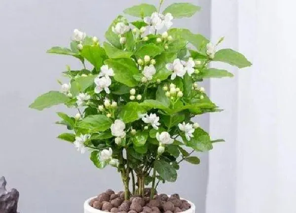 养殖方法|茉莉花要怎么养殖长得好