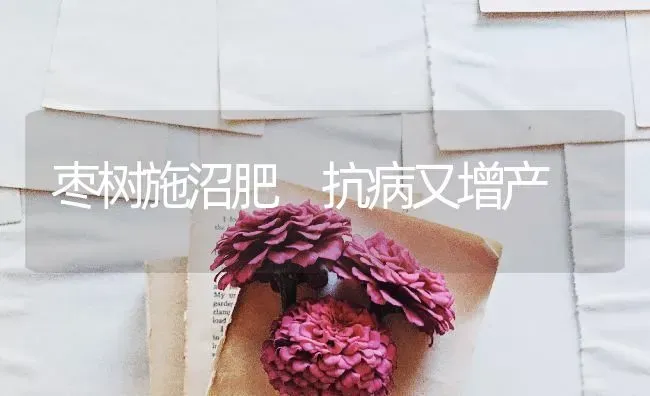 枣树施沼肥 抗病又增产 | 瓜果种植