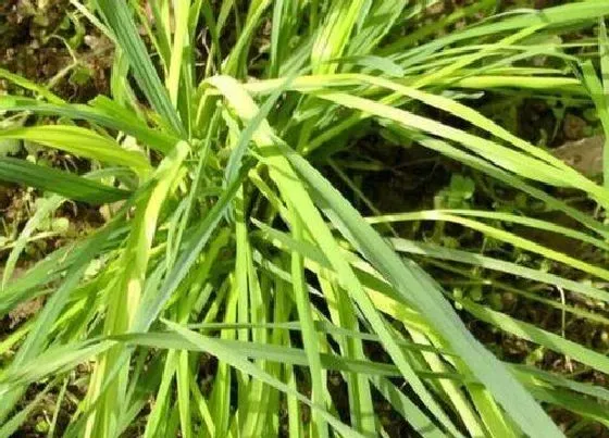 植物百科|果树草是什么草