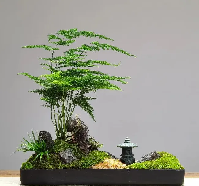 植物修剪|盆栽文竹怎么做造型好看图片，如何修剪文竹的造型）