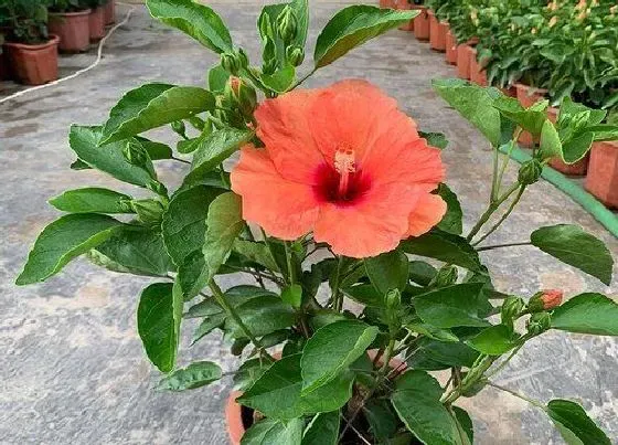 植物修剪|扶桑花秋天可以剪枝吗，扶桑什么时候修剪怎样修剪）