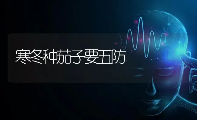 寒冬种茄子要五防 | 蔬菜种植
