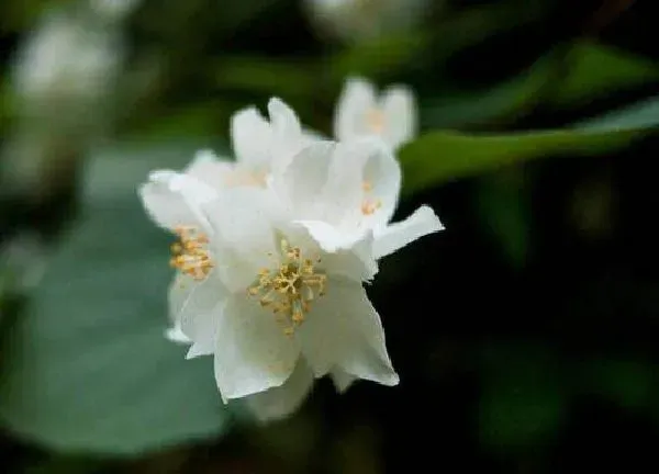 养殖科普|茉莉花喜阴还是喜阳光的植物