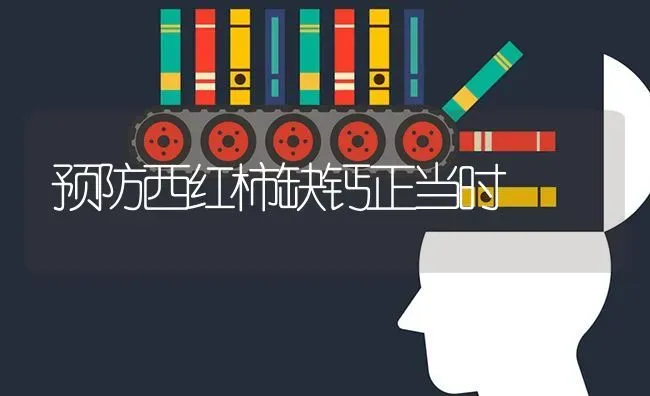 预防西红柿缺钙正当时 | 蔬菜种植