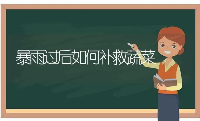 暴雨过后如何补救蔬菜 | 蔬菜种植