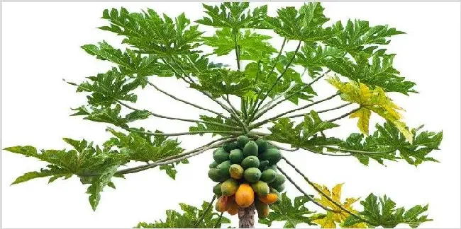 木瓜树的养护管理 | 农业技术