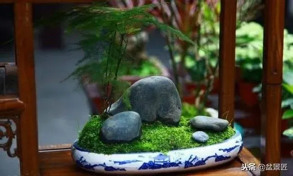 植物修剪|盆栽文竹怎么做造型好看图片，如何修剪文竹的造型）