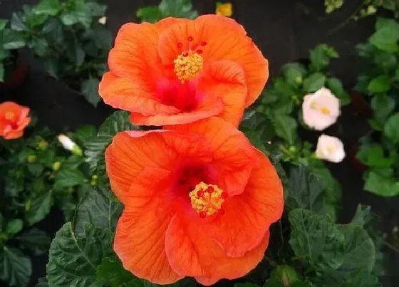 植物修剪|扶桑花秋天可以剪枝吗，扶桑什么时候修剪怎样修剪）