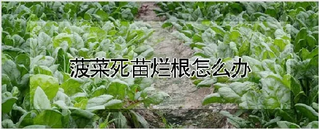 菠菜死苗烂根怎么办 | 农业技术