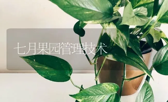 七月果园管理技术 | 瓜果种植