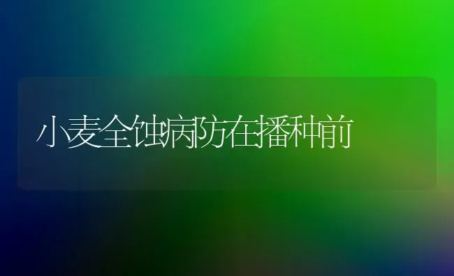 小麦全蚀病防在播种前 | 粮油作物种植