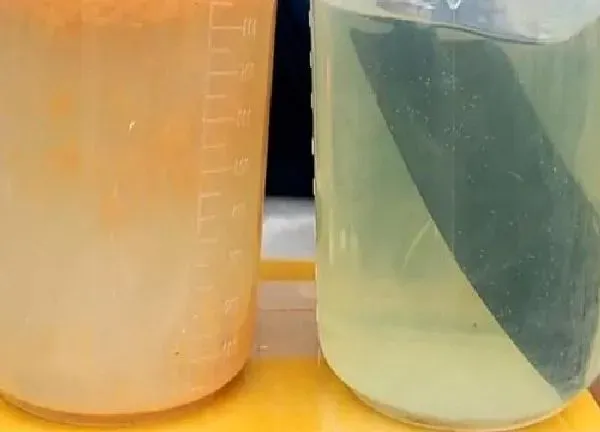 植物浇水|蟹爪兰能浇硫酸亚铁吗