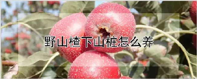 野山楂下山桩怎么养 | 种植资料