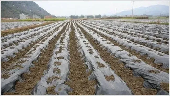 地膜覆盖灼伤蔬菜怎么办 | 农业科普