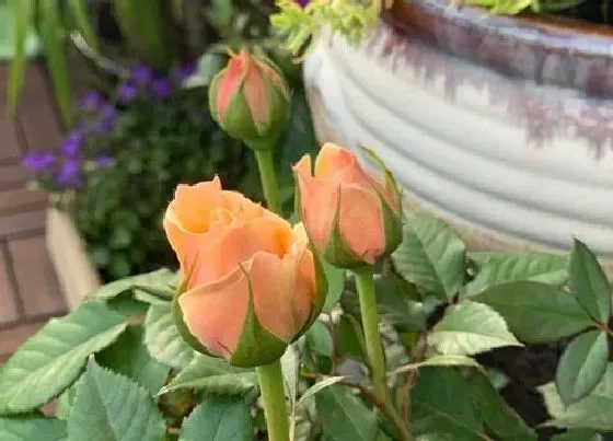 花语|香槟玫瑰代表什么花语