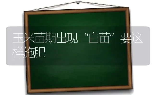 玉米苗期出现“白苗”要这样施肥 | 种植肥料施肥