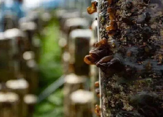 植物种类|耳树是什么树 又叫什么树