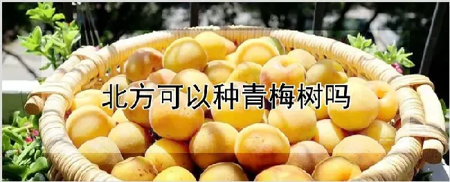 北方可以种青梅树吗 | 农业技术