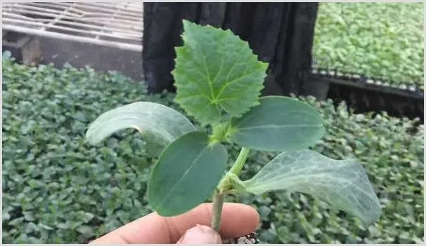 怎样育黄瓜苗 | 种植资料