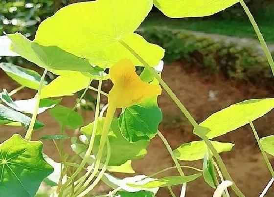 植物毒性|旱荷花的香味有毒吗