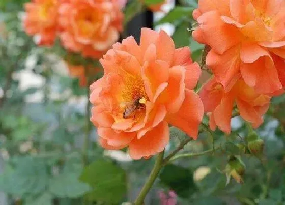 植物排行|大花爬藤月季什么品种最好