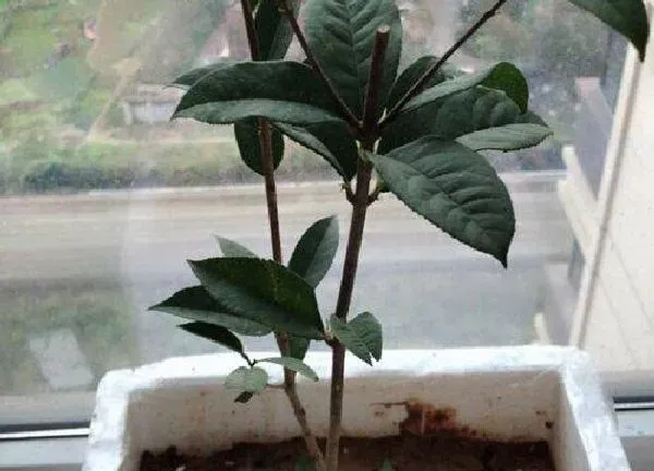 植物换土|桂花树换土时间和方法