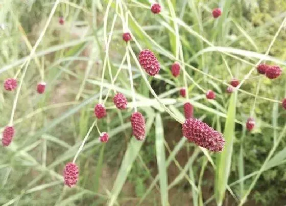 植物百科|地榆是什么植物