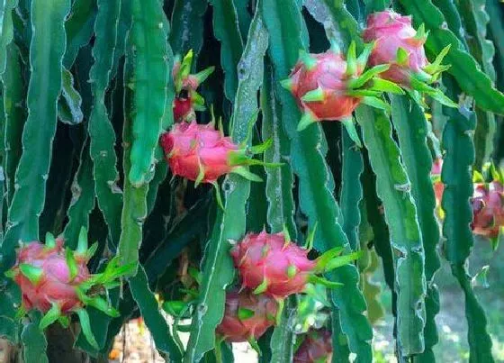 种植管理|风信子几月份种植最好 适合什么季节种