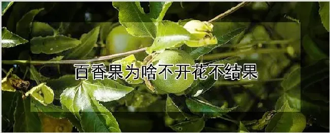 百香果为啥不开花不结果 | 耕种资料