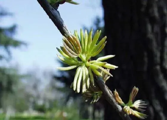 种植管理|杜仲的生长周期是多长时间