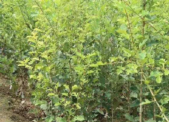 种植位置|山楂树可以种在家门口吗