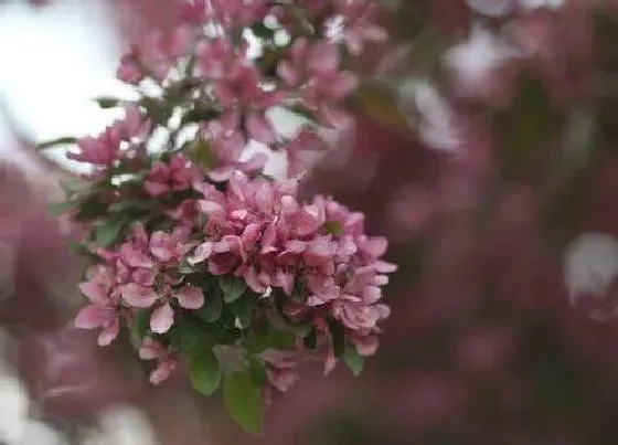 果实科普|紫荆花果实有毒吗