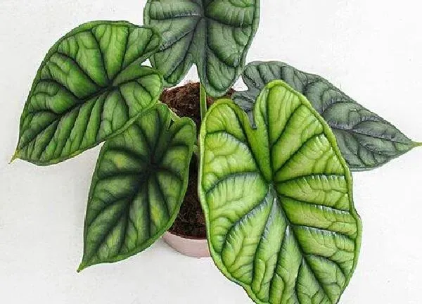 养殖科普|海芋适合在室内养吗
