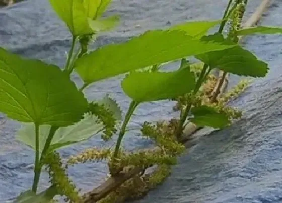 果实科普|桑树几年开花结果