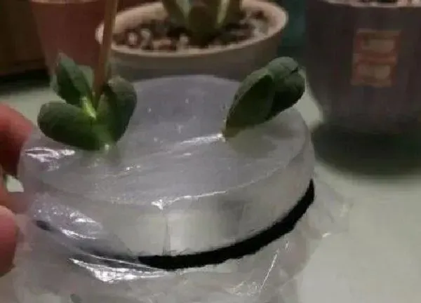 植物扦插|鹿角可以叶插吗
