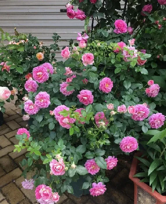 植物百科|梦幻褶边月季花优缺点（爬藤梦幻褶边长多高，值得买吗）