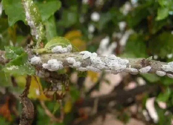 植物虫害|柿子树介壳虫用什么药管用