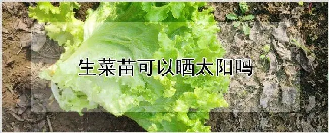 生菜苗可以晒太阳吗 | 农业科普