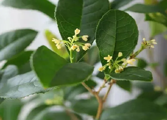 习性特点|桂花花苞长什么样子图片 桂花开花前的花蕾花朵样子