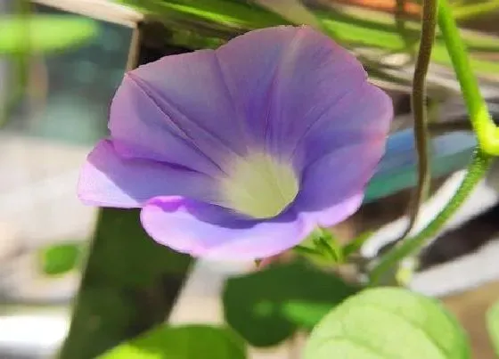 植物百科|牵牛花耐阴吗