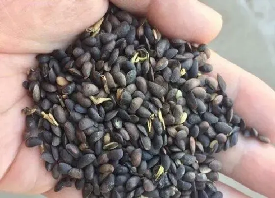 植物播种|菠萝种子怎么来的
