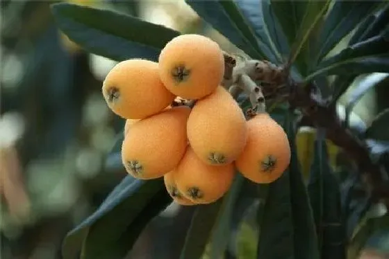 种植方法|枇杷怎么种植 高产种植技术与管理方法