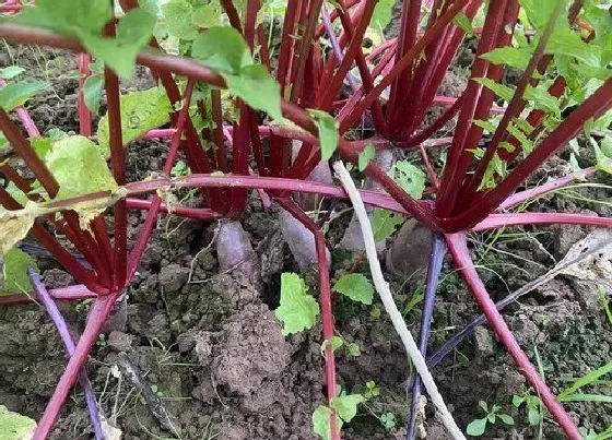 植物播种|红心萝卜什么时候播种好