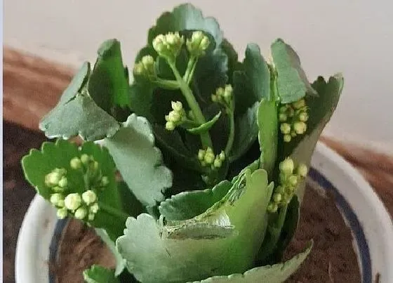 花朵诊疗|长寿花不开花怎么办