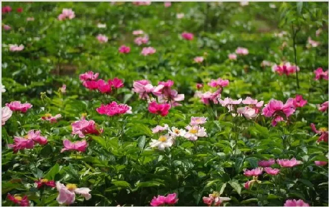 种植技术药材 种植药材的注意事项是什么？ | 种植技术