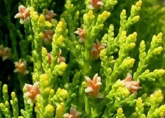 植物百科|柏树开花吗 在什么时候开花