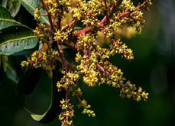 果实科普|芒果树几月开花几月结果 芒果树是什么季节开花结果