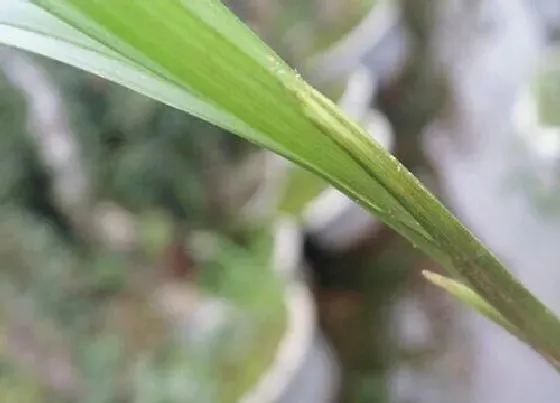 习性特点|鬼剑草是什么样子的